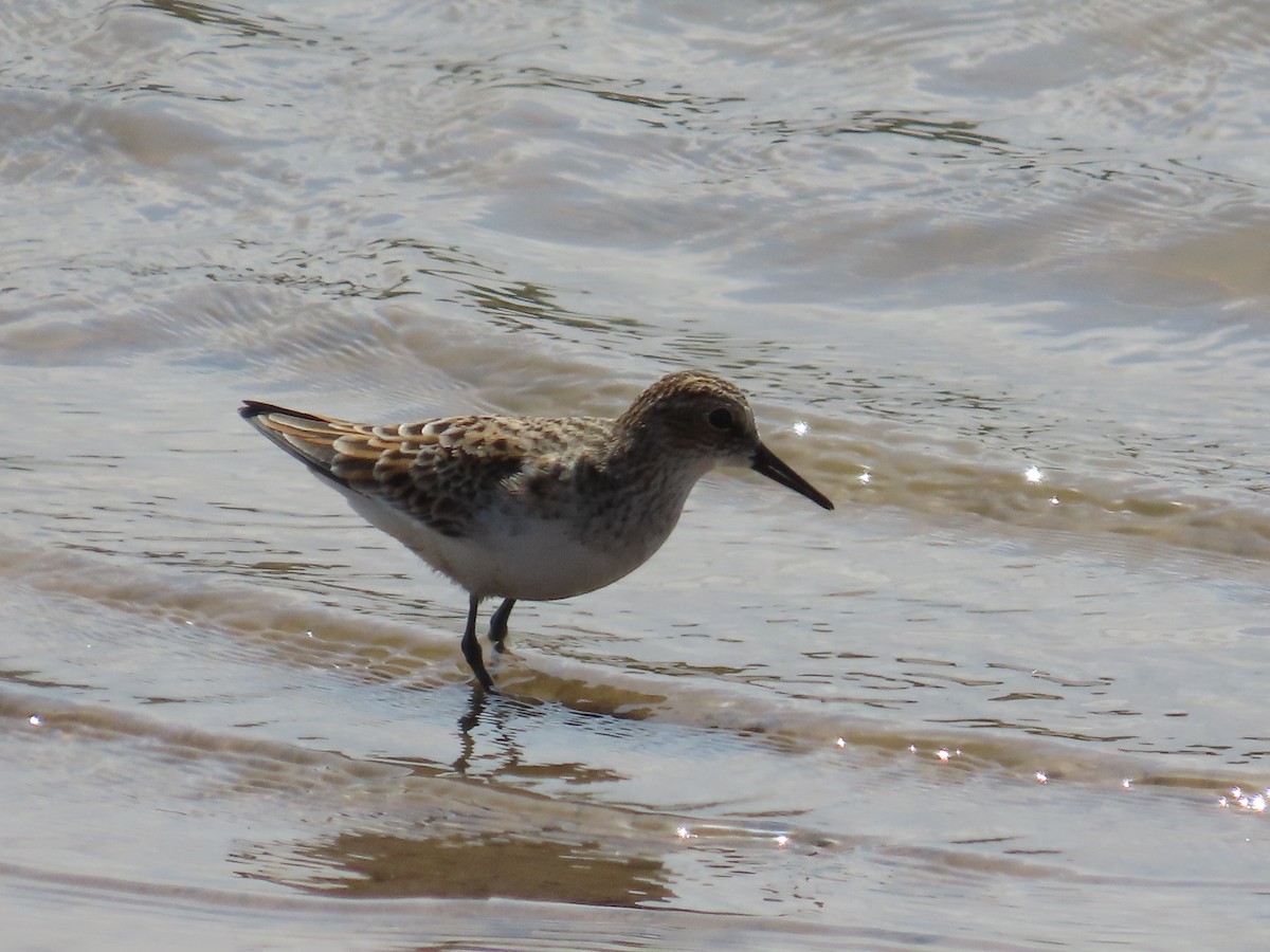 Common Sandpiper - Tom Ziegler