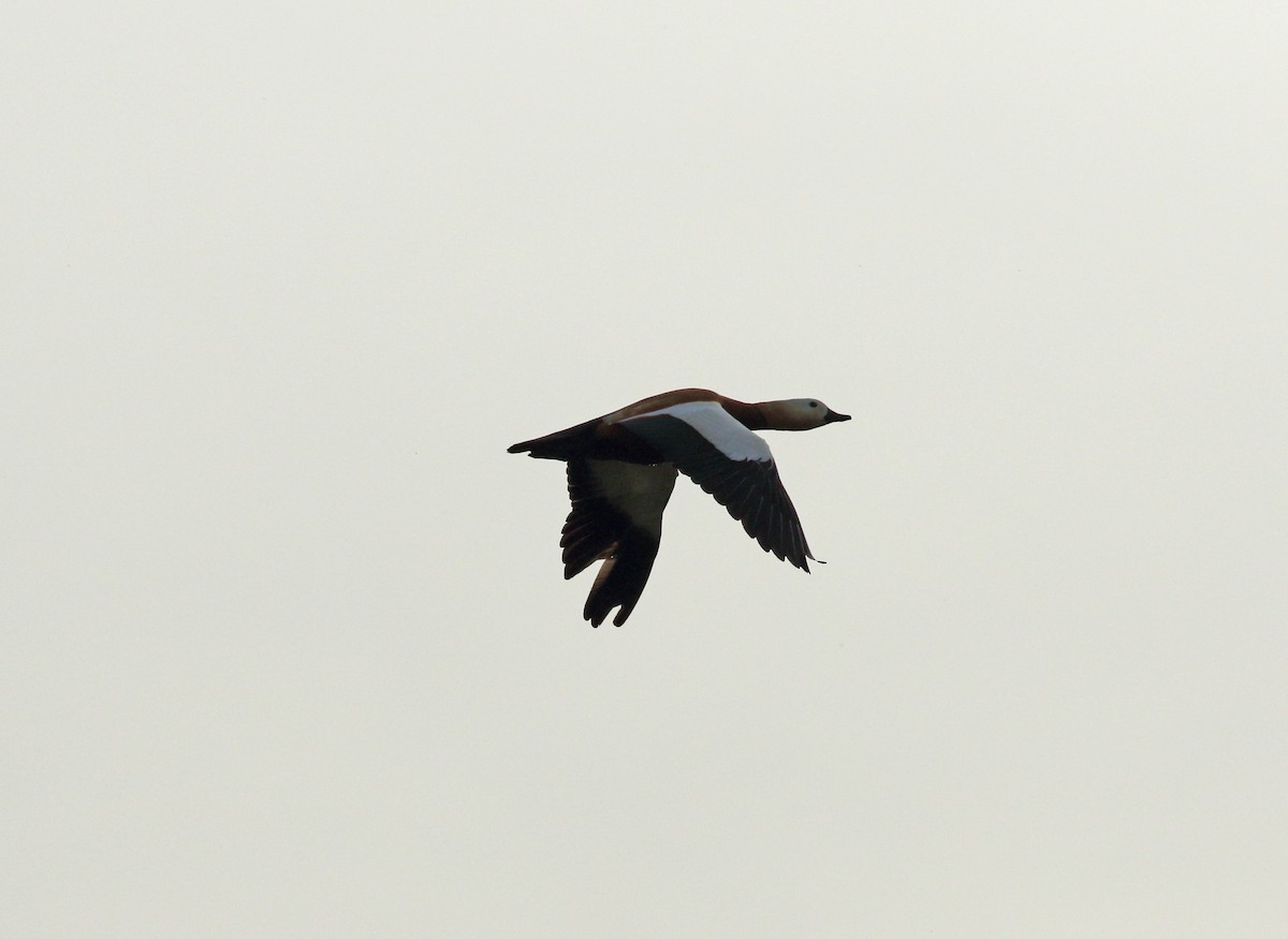 Ruddy Shelduck - Andrew Steele