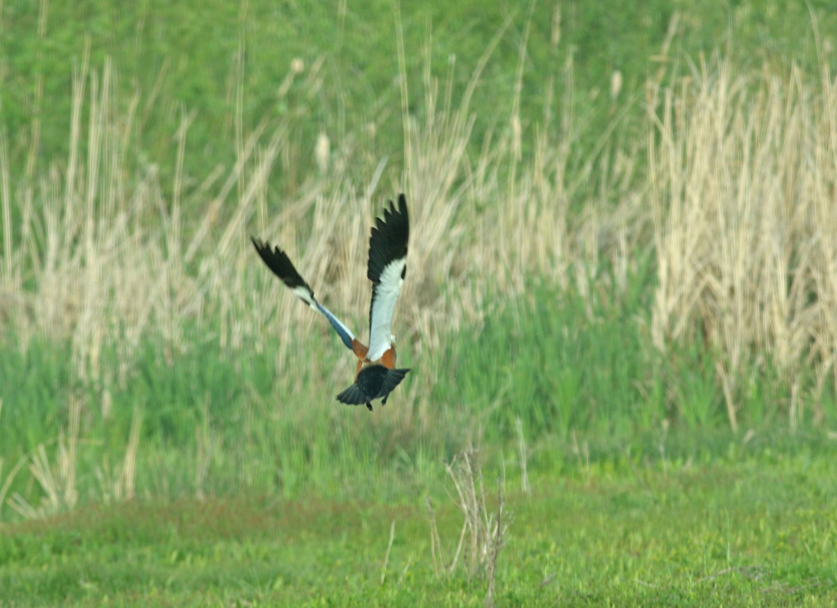 Ruddy Shelduck - Andrew Steele