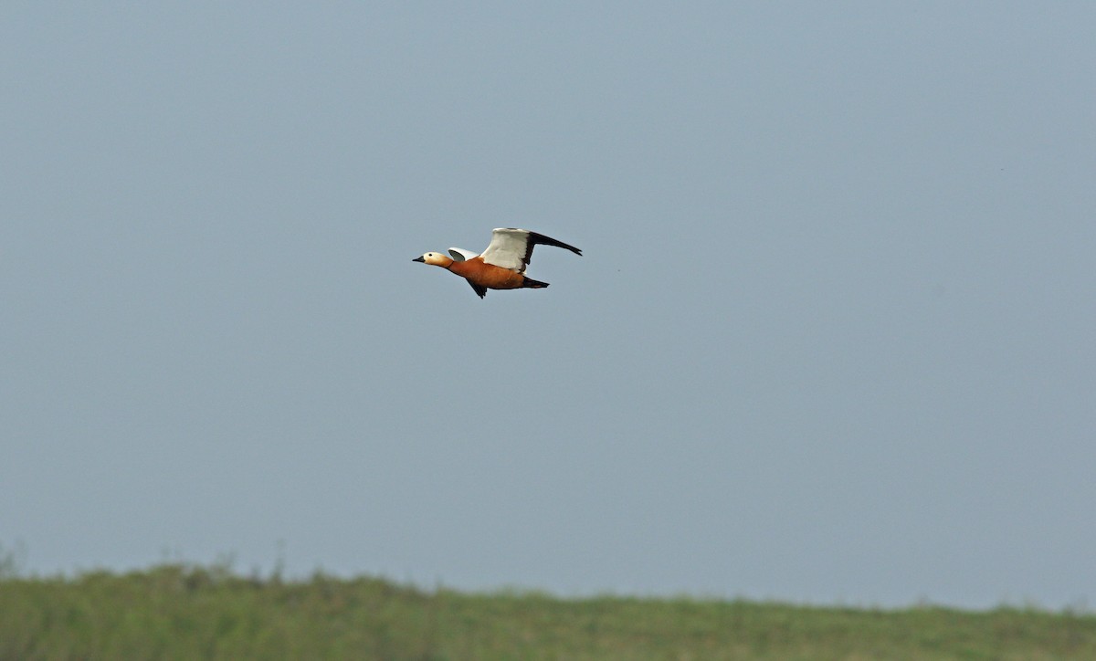 Ruddy Shelduck - Andrew Steele