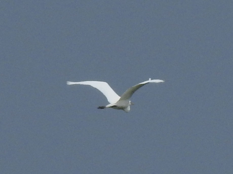 Great Egret - Linda Standfield