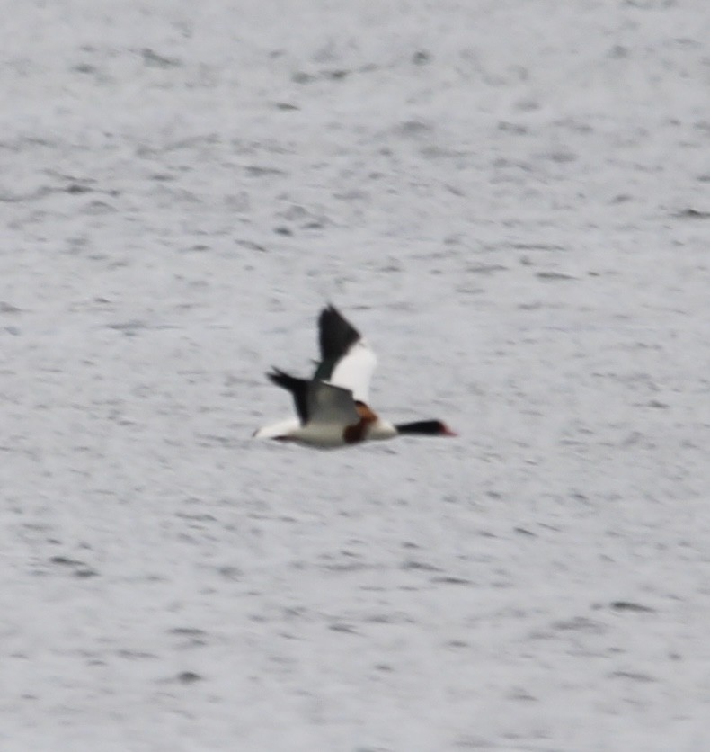 Common Shelduck - Randy Maharaj