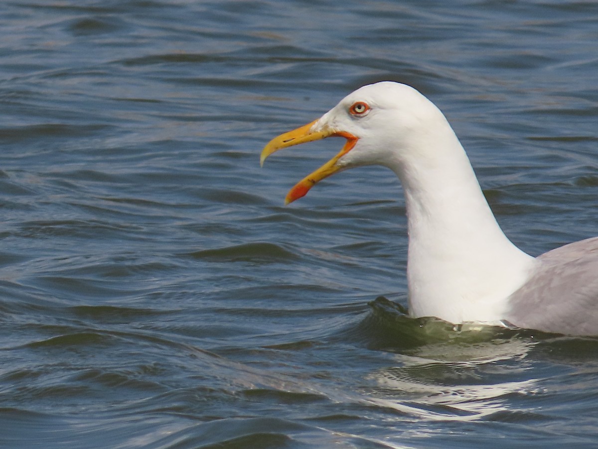 Yellow-legged Gull - Tom Ziegler