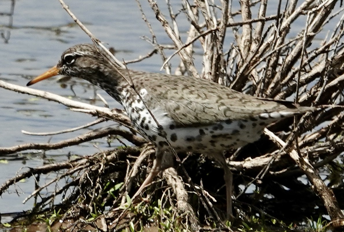 Spotted Sandpiper - Jolene Cortright