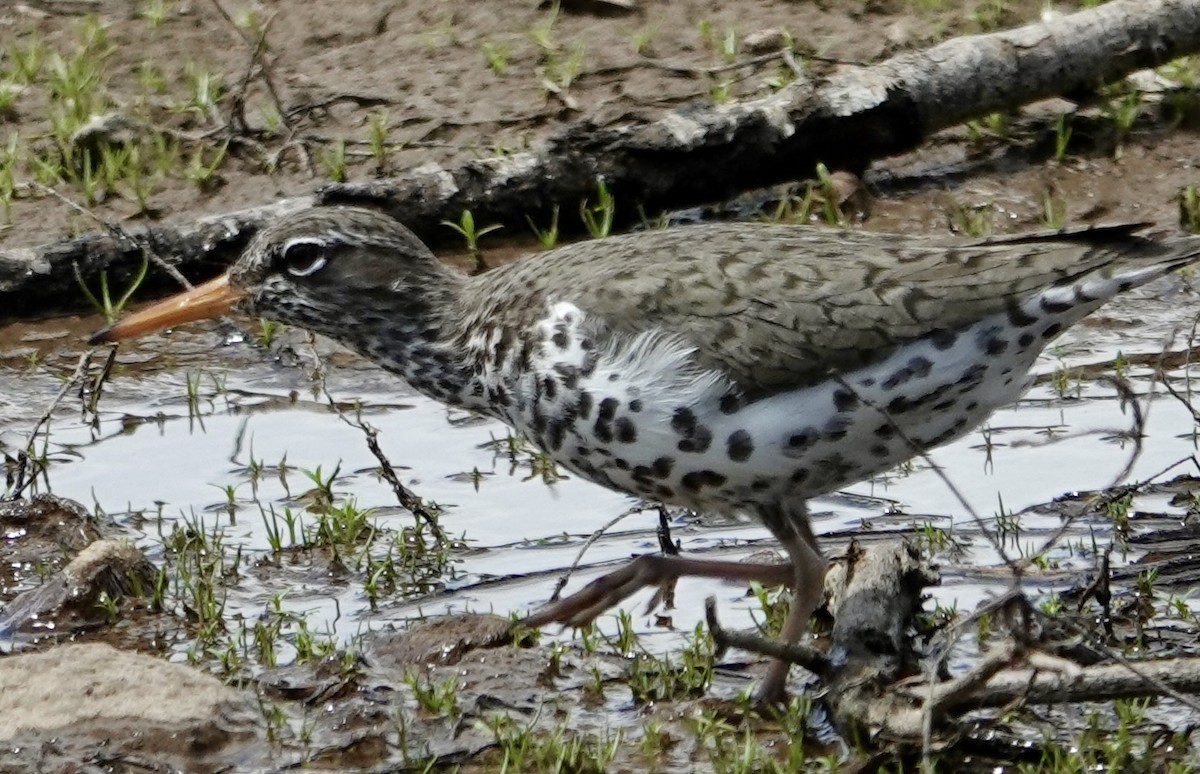 Spotted Sandpiper - Jolene Cortright