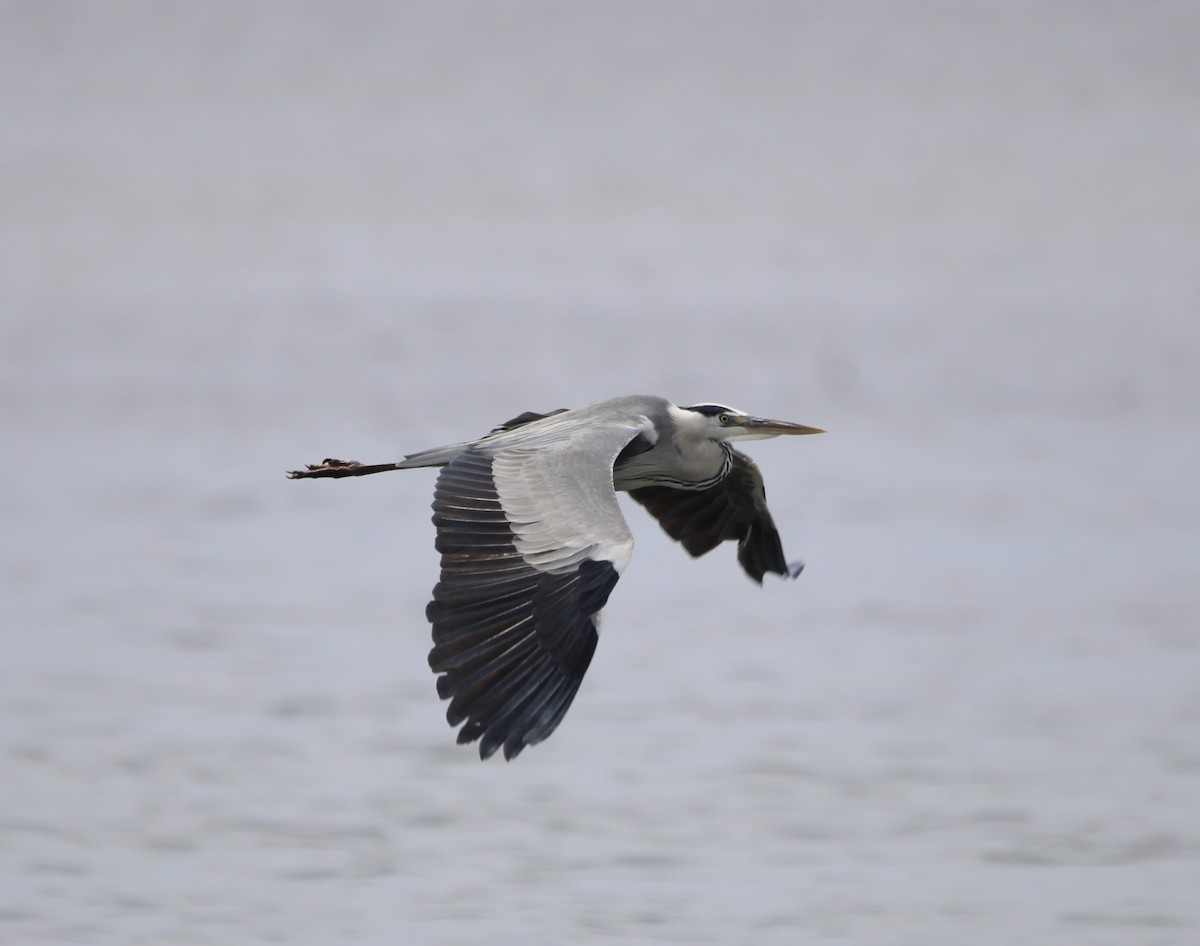 Gray Heron - Randy Maharaj