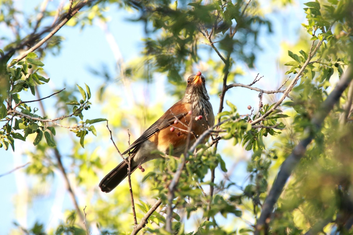 Rufous-backed Robin - ML619569038