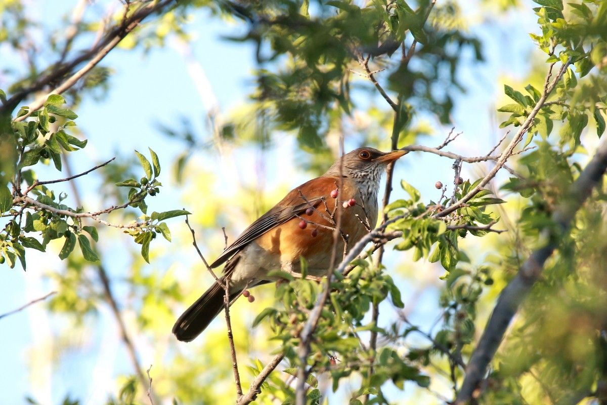 Rufous-backed Robin - ML619569041