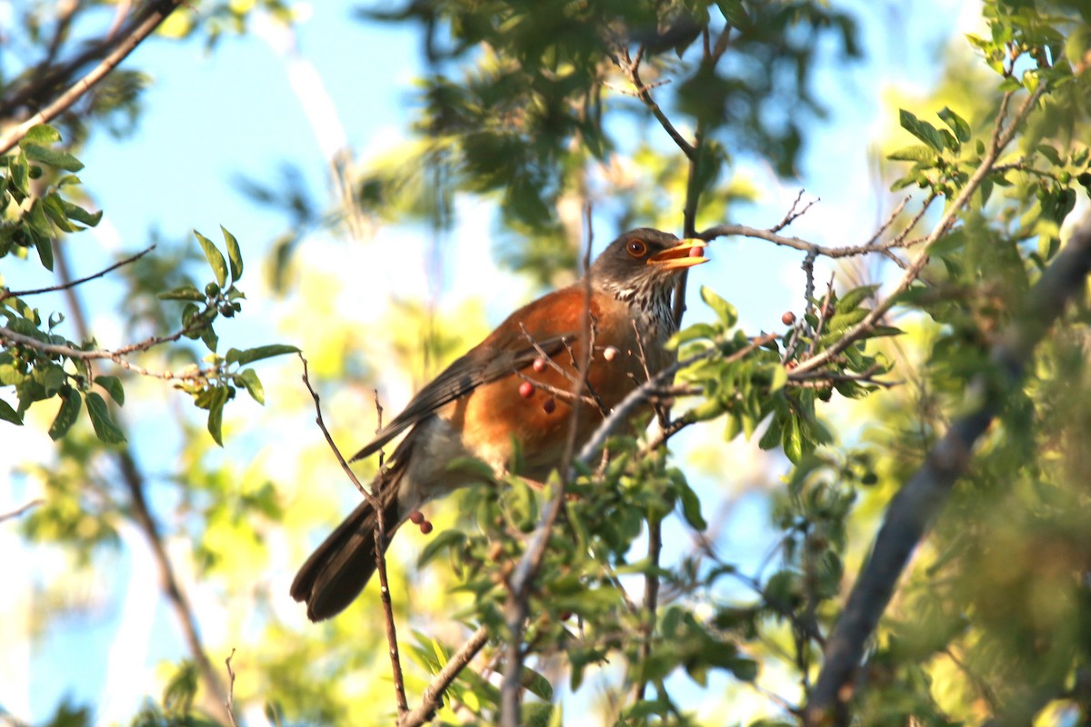 Rufous-backed Robin - Jesse Pline