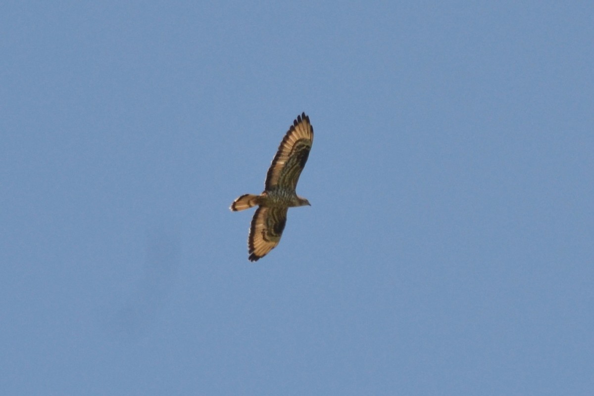 European Honey-buzzard - ML619569045