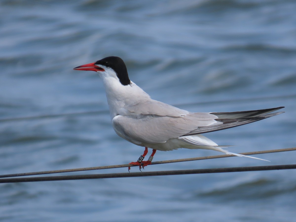 Common Tern - Tom Ziegler