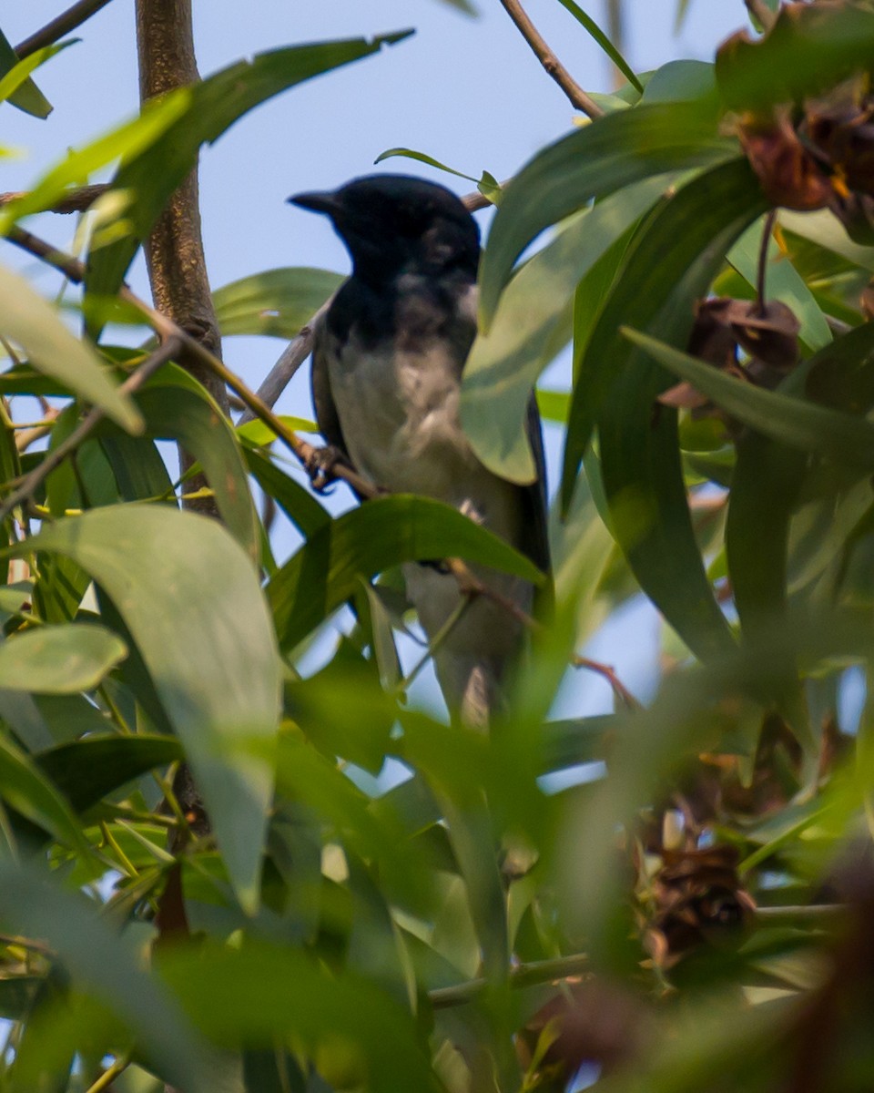 Black-headed Cuckooshrike - Munshi Abul Barakat