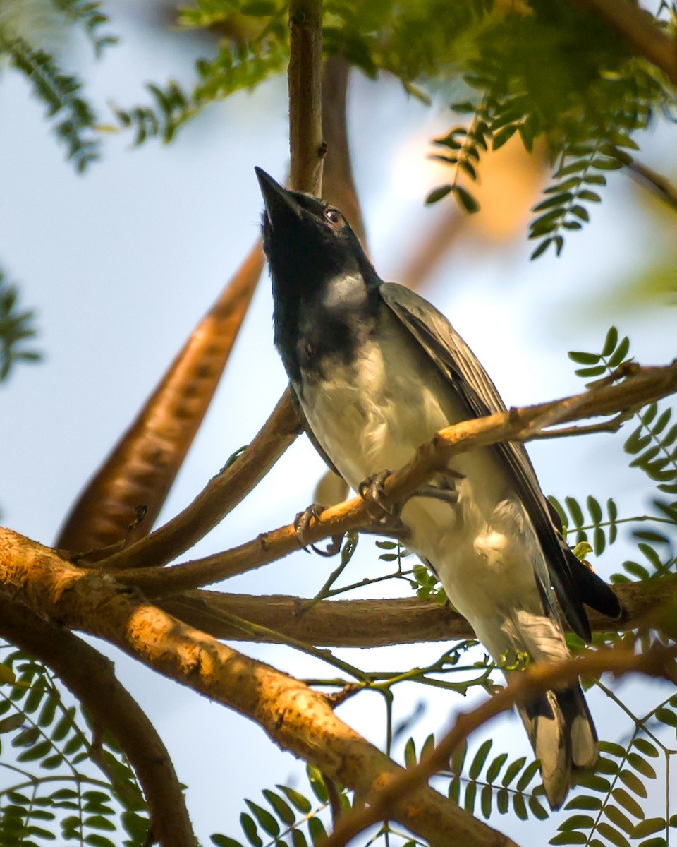 Black-headed Cuckooshrike - ML619569054