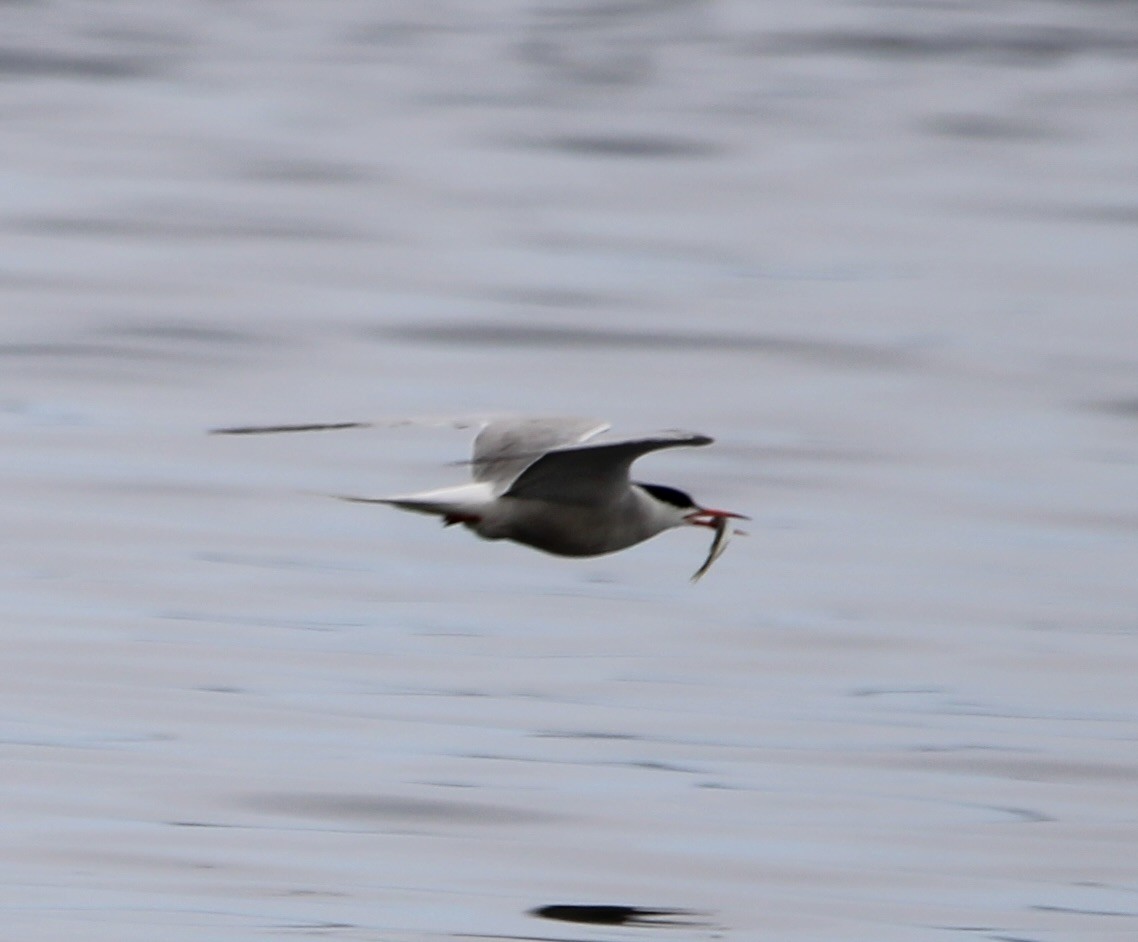 Common Tern - Randy Maharaj