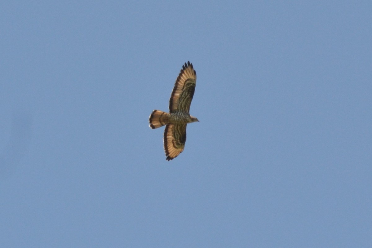 European Honey-buzzard - Paulo  Roncon