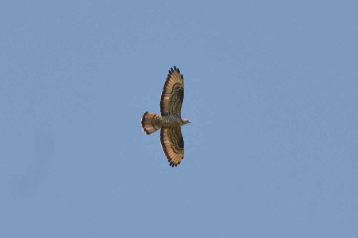 European Honey-buzzard - Paulo  Roncon