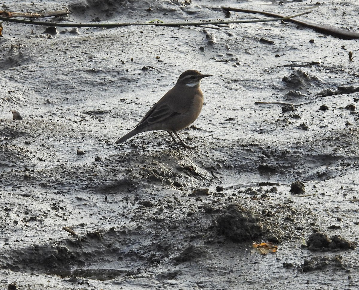 Buff-winged Cinclodes - Hugo Valderrey