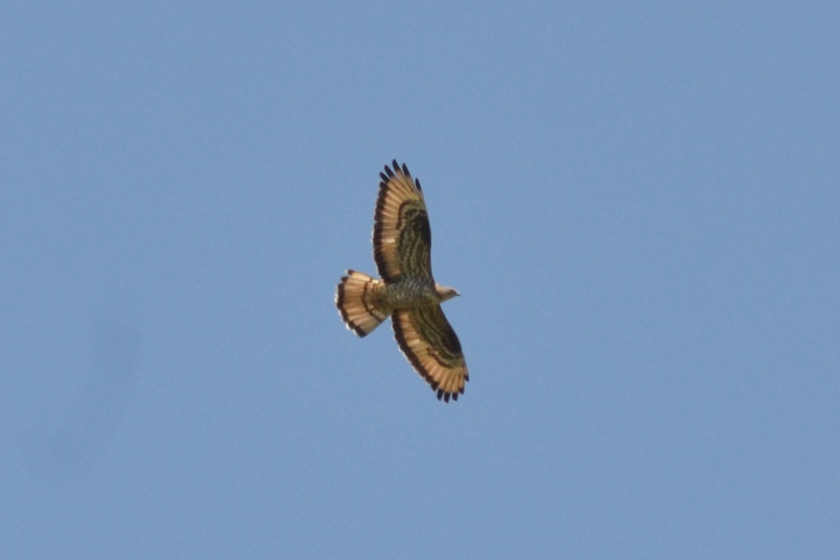 European Honey-buzzard - ML619569068