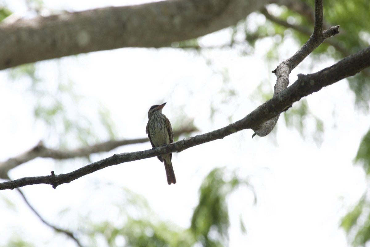 Streaked Flycatcher - allie bluestein