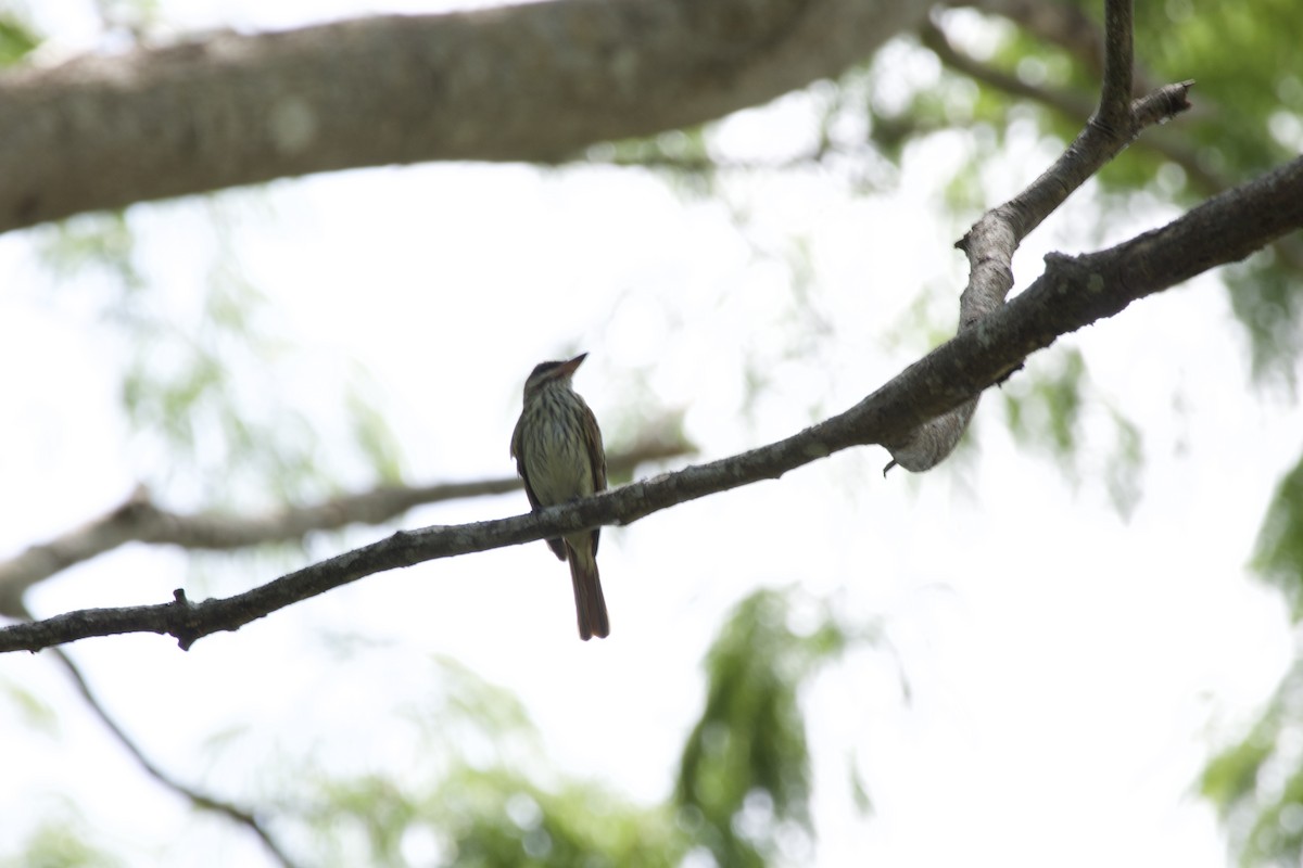 Streaked Flycatcher - allie bluestein