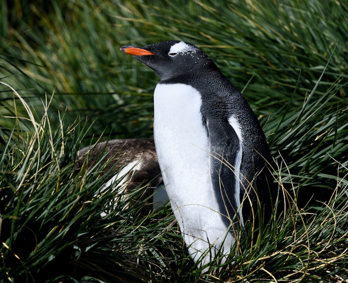 Gentoo Penguin - ML619569075