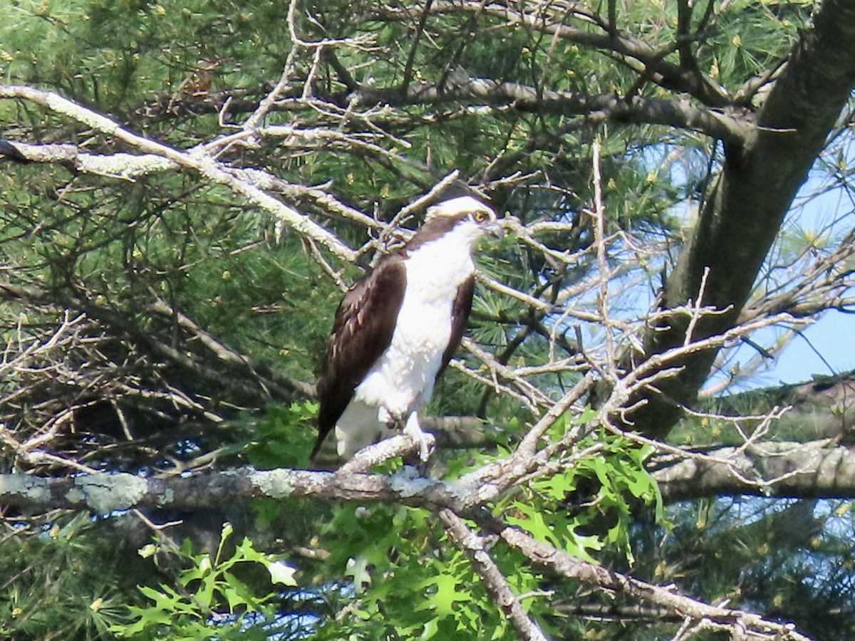 Osprey - Greg Clark