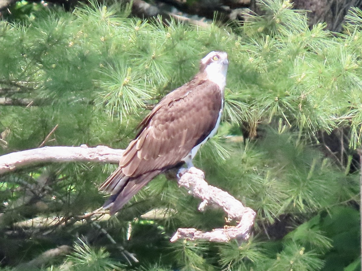 Osprey - Greg Clark