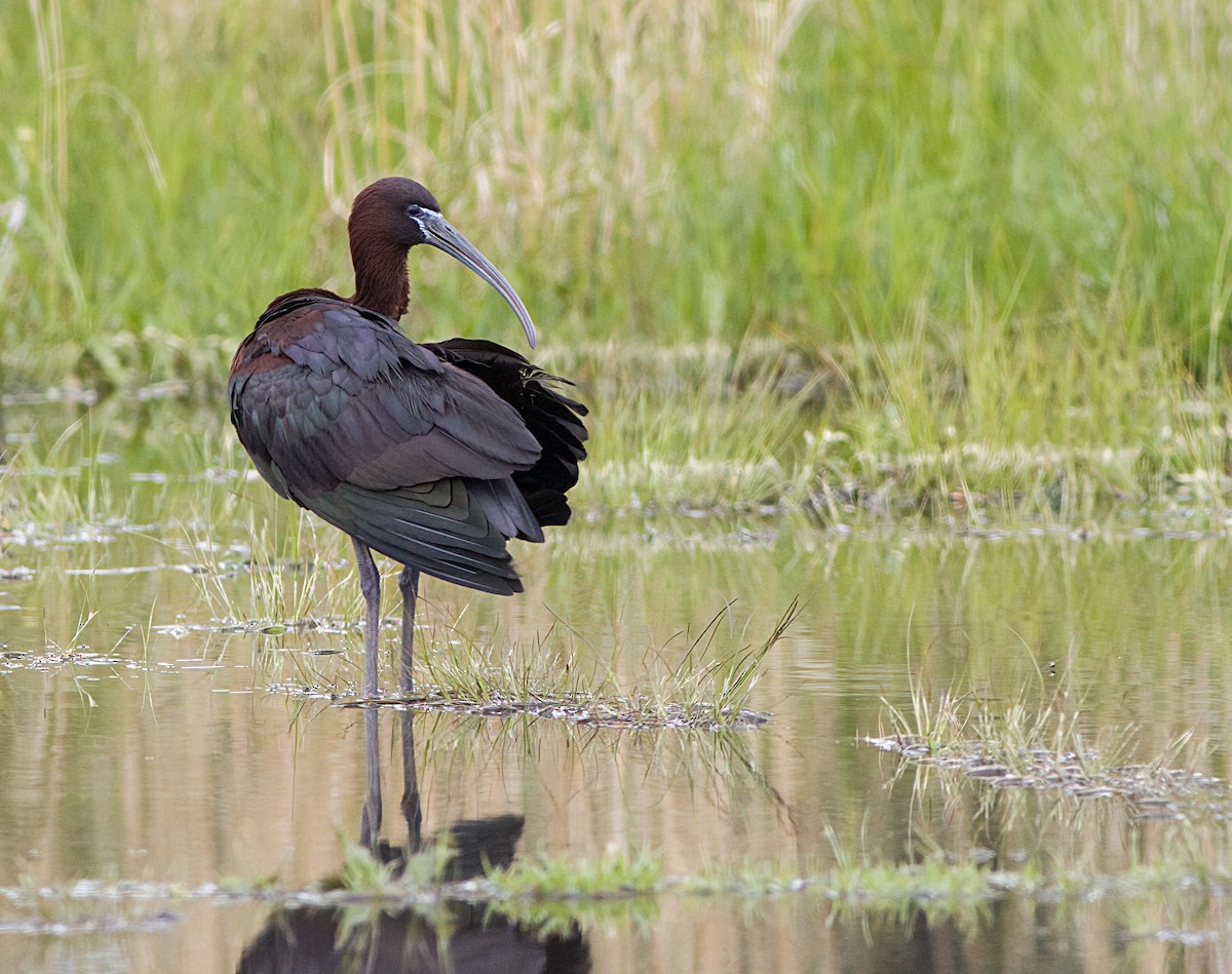 Glossy Ibis - John Gluth