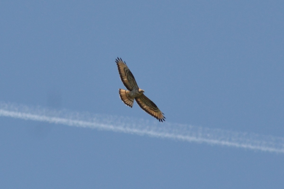 European Honey-buzzard - Paulo  Roncon