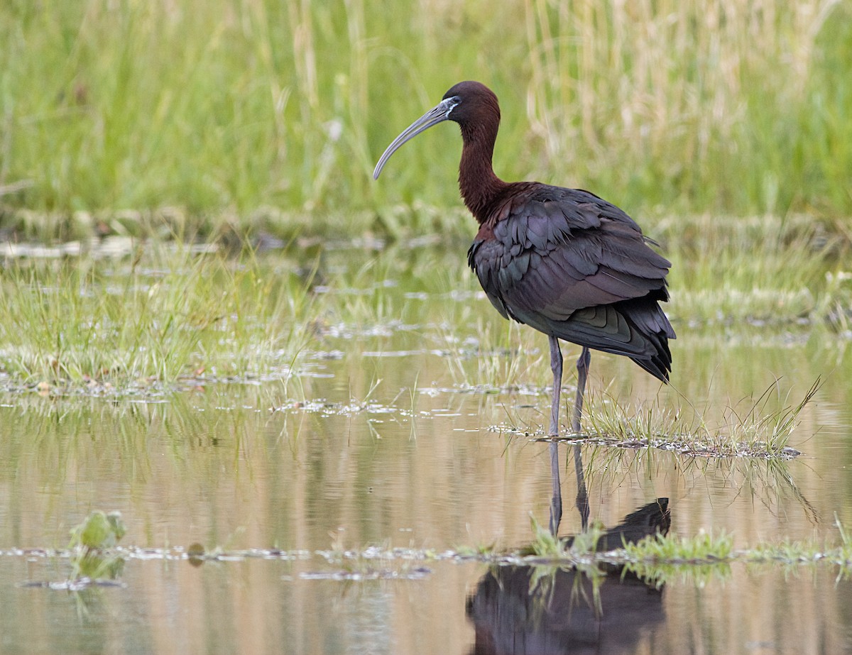 Glossy Ibis - ML619569086