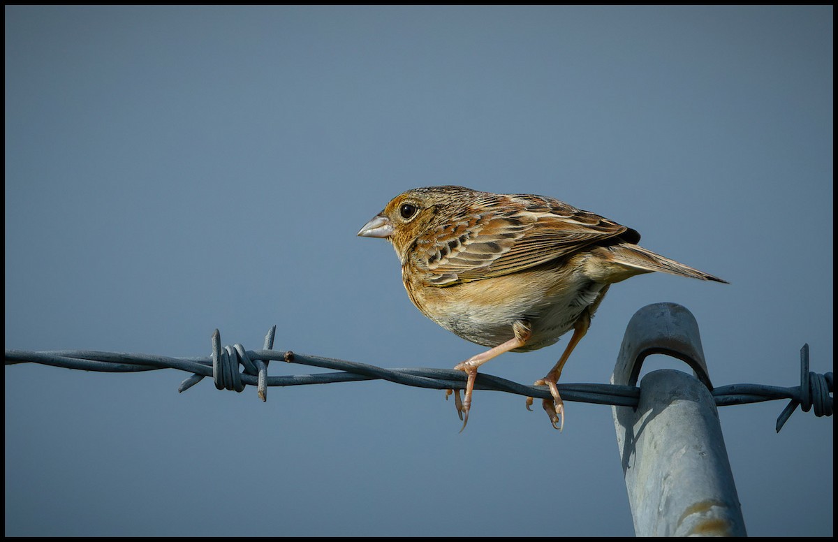 Grasshopper Sparrow - Jim Emery