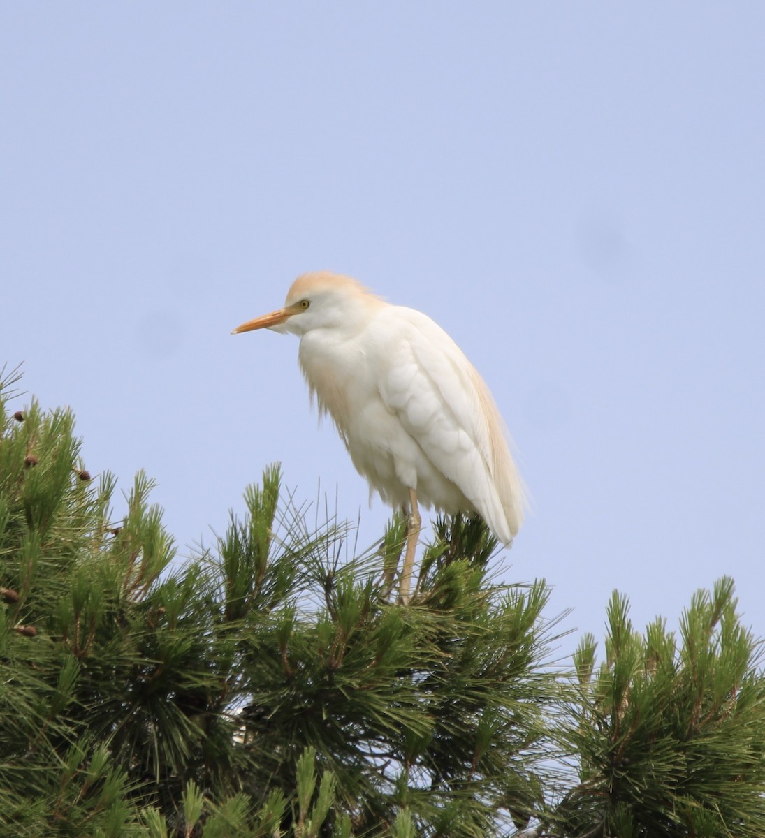 Western Cattle Egret - Randy Maharaj