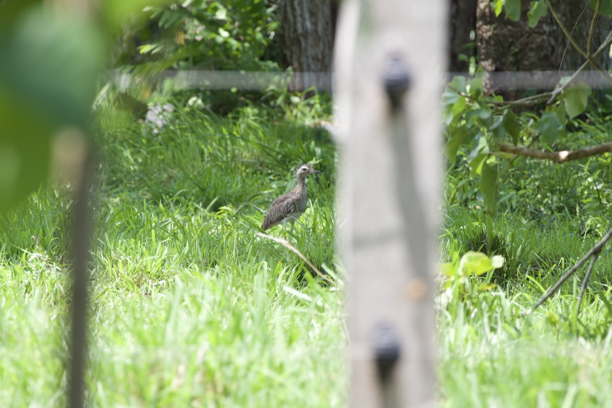 Double-striped Thick-knee - allie bluestein