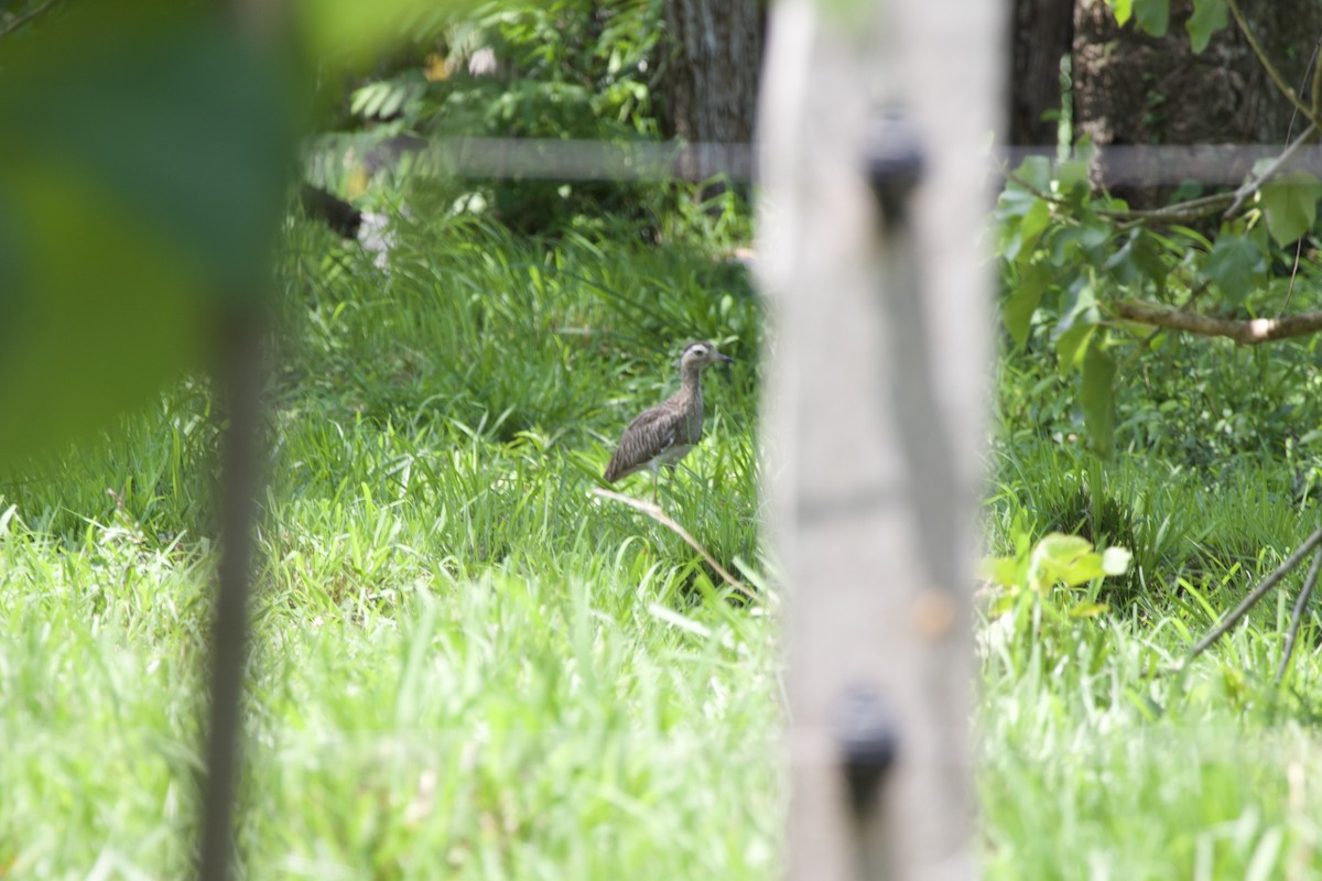 Double-striped Thick-knee - allie bluestein