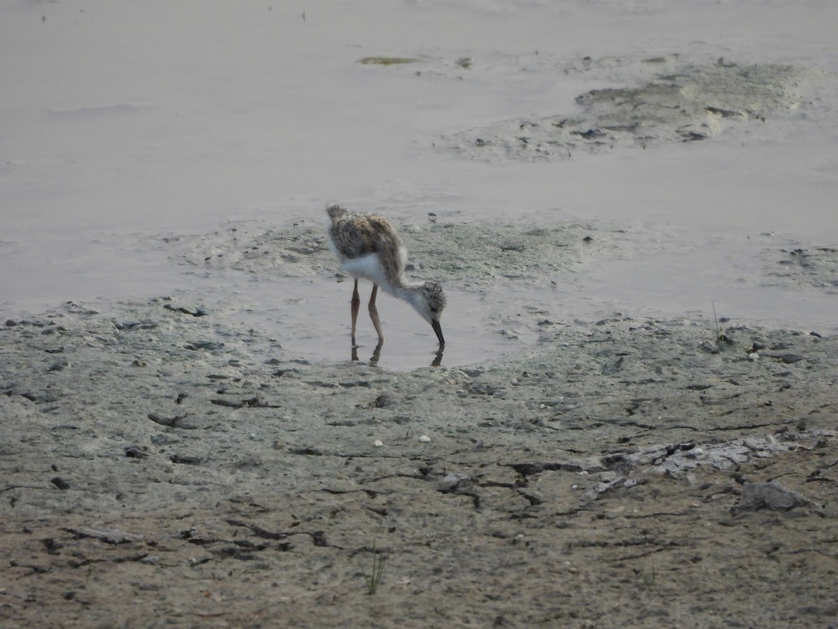 Black-winged Stilt - Prof Chandan Singh Dalawat