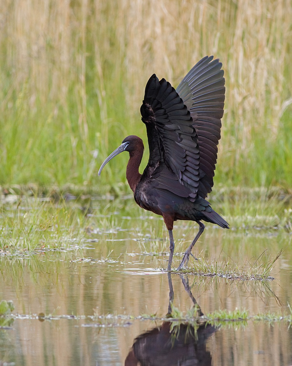 Glossy Ibis - ML619569097