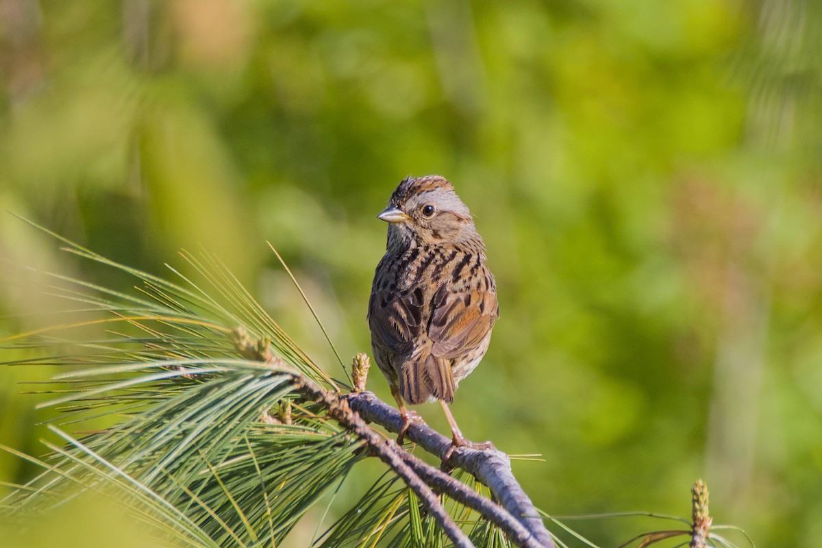 Lincoln's Sparrow - David Guertin