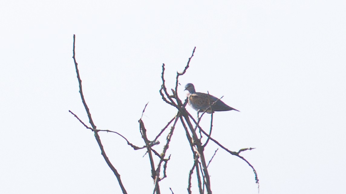 European Turtle-Dove - Jakub Nikiel