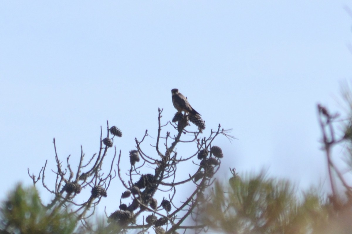 Eurasian Hobby - ML619569112