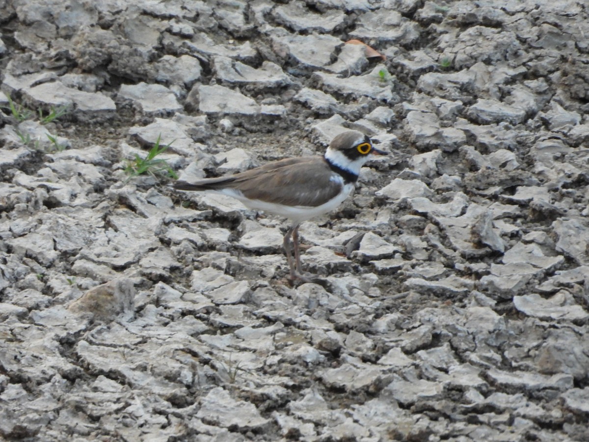 Little Ringed Plover - Prof Chandan Singh Dalawat