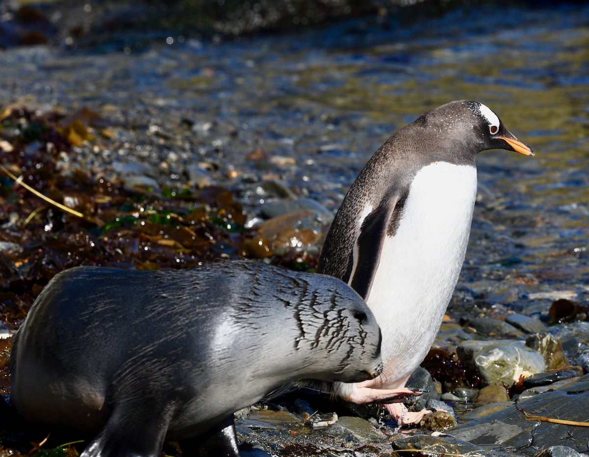 Gentoo Penguin - Win Ahrens