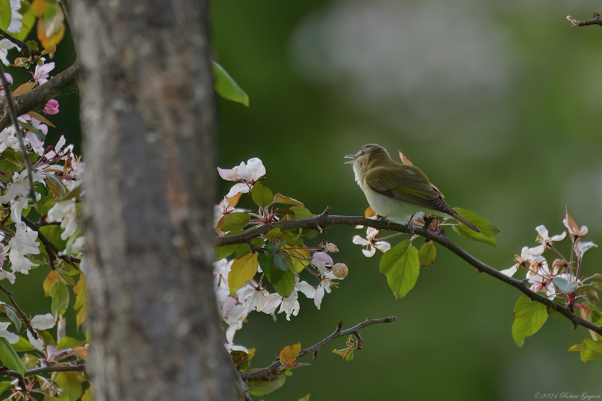 Red-eyed Vireo - Robert Gagnon