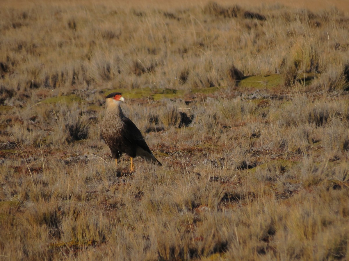 Crested Caracara - Ralph Roberts