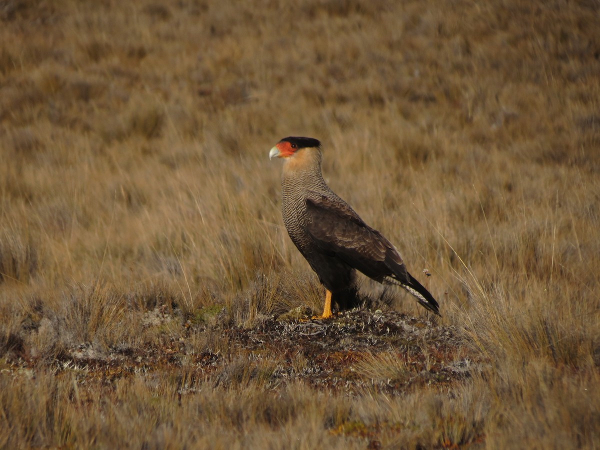 Crested Caracara - Ralph Roberts