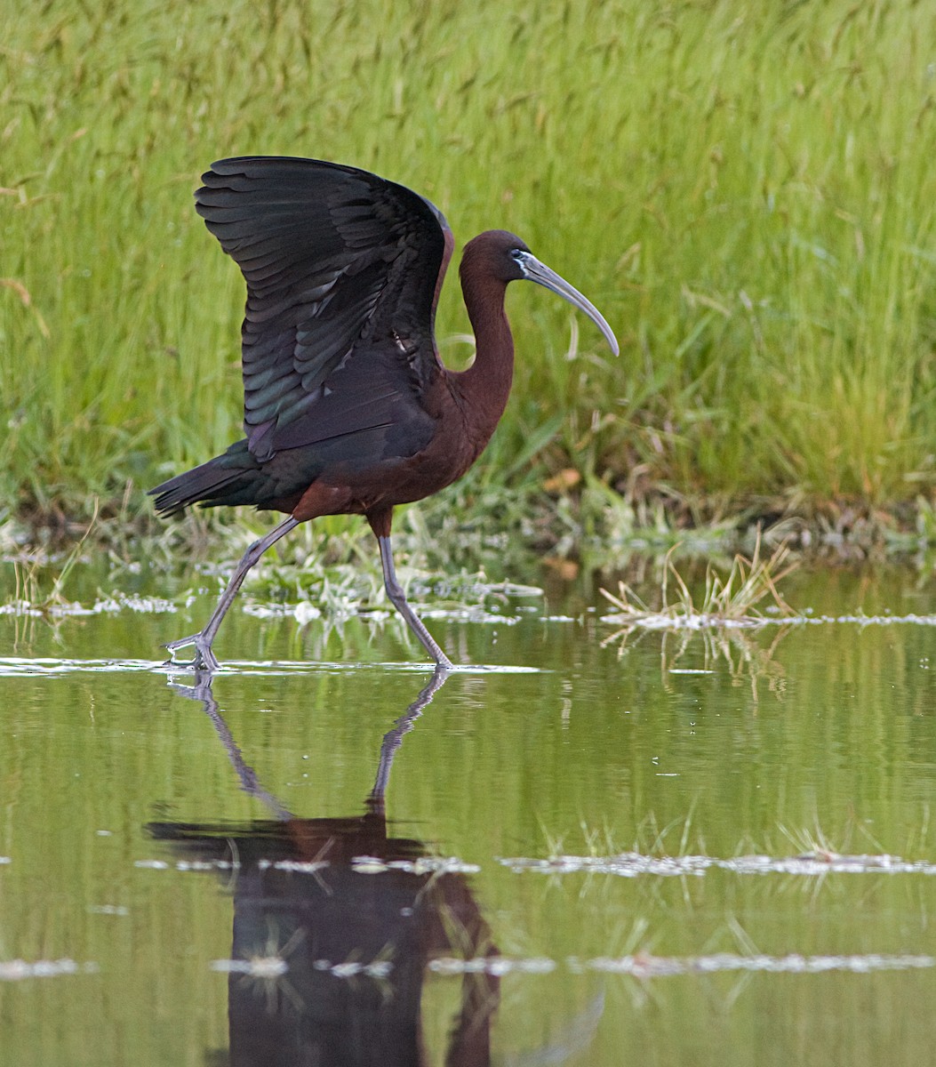 Glossy Ibis - ML619569128