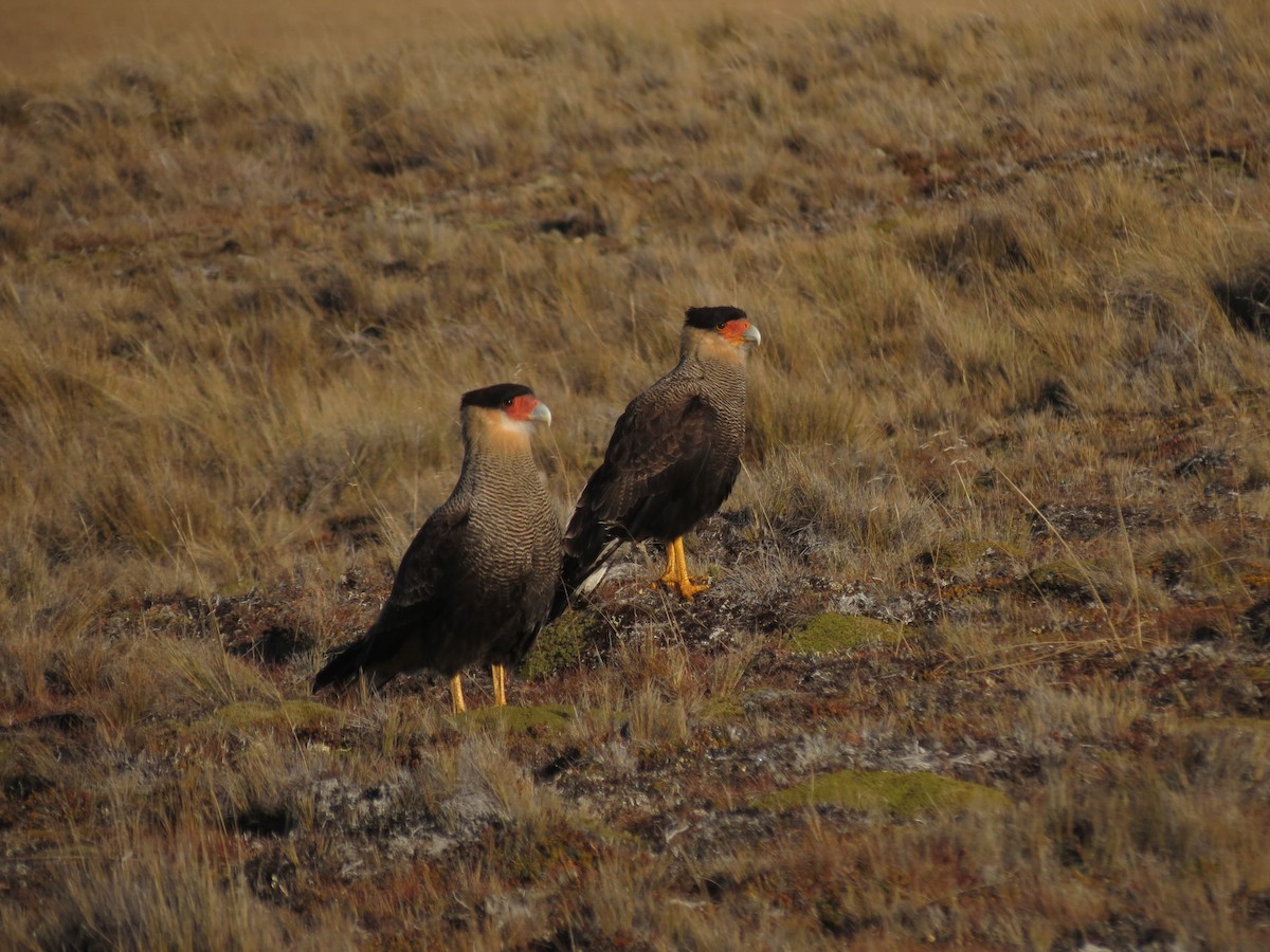 Crested Caracara - Ralph Roberts