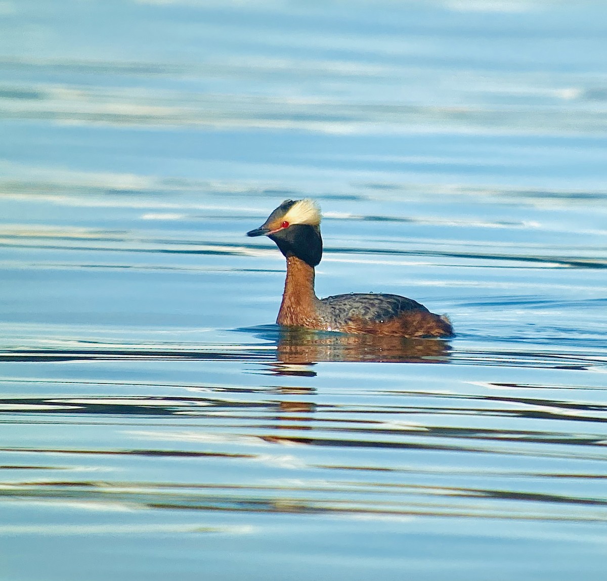 Horned Grebe - Detlef Buettner