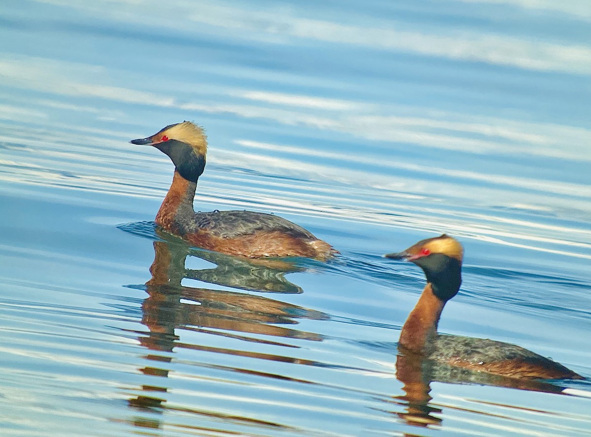 Horned Grebe - Detlef Buettner