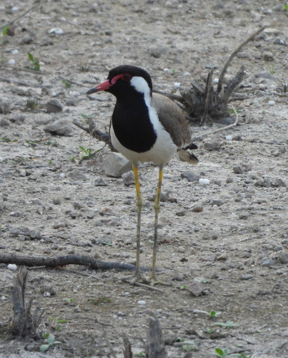 Red-wattled Lapwing - Prof Chandan Singh Dalawat