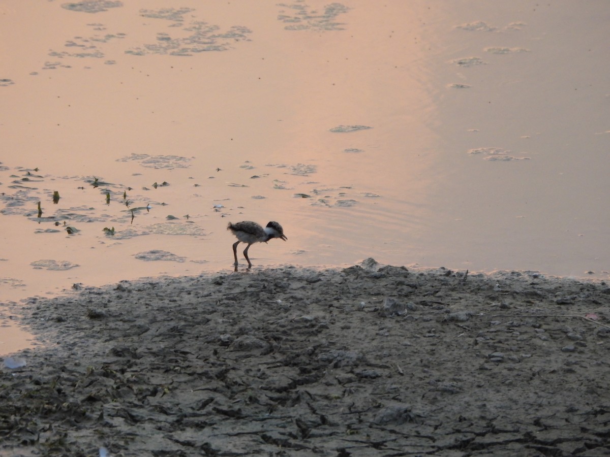 Red-wattled Lapwing - Prof Chandan Singh Dalawat